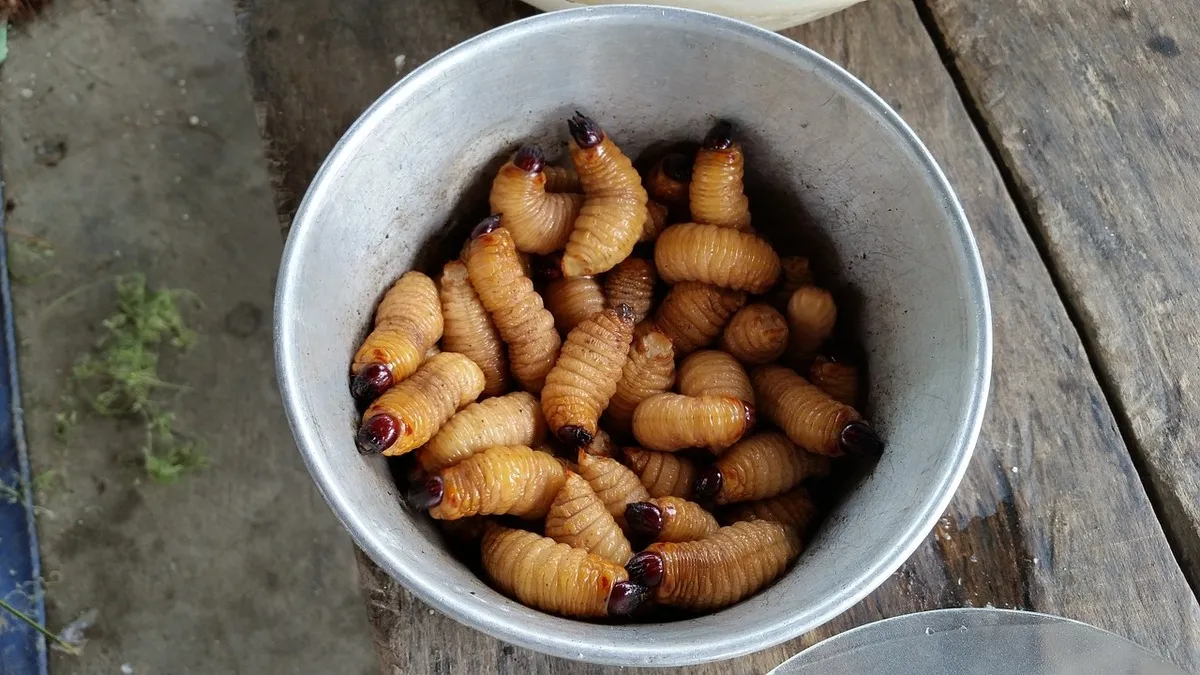 구더기에 관련된 꿈해몽