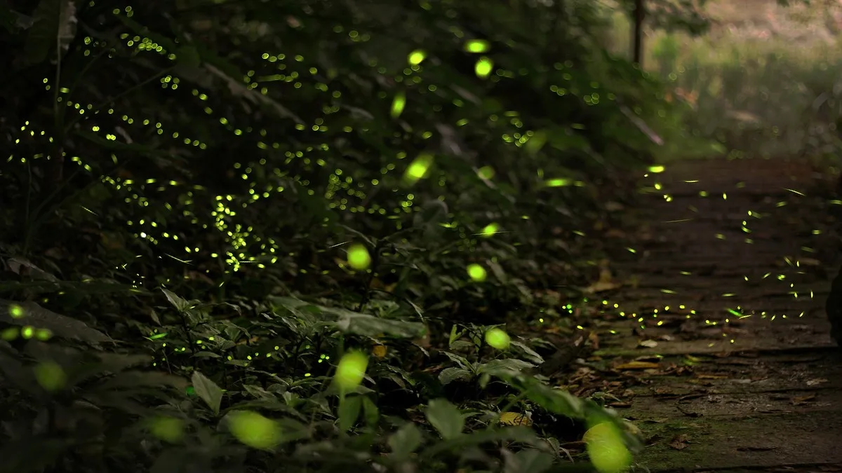 반딧불에 관련된 꿈해몽