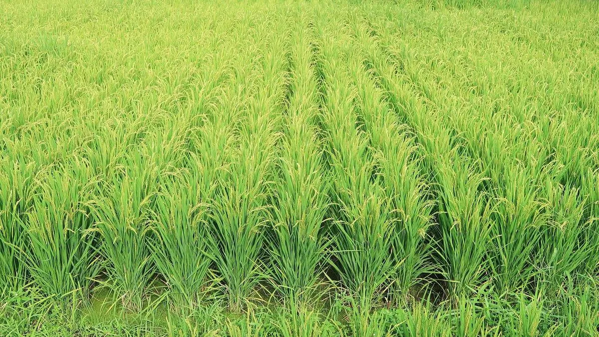 벼에 관련된 꿈해몽